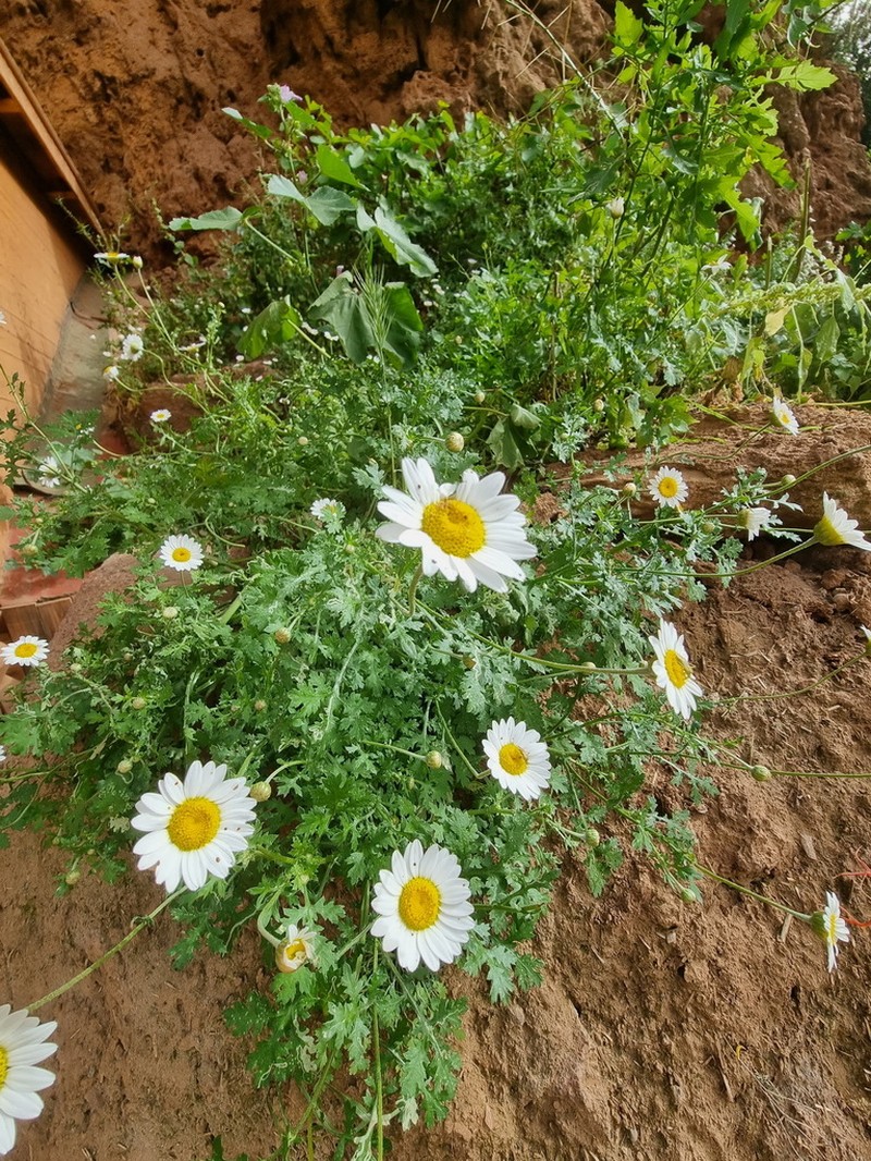 Nivellea nivellei
