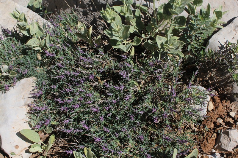 Noaea mucronata subsp. mucronata