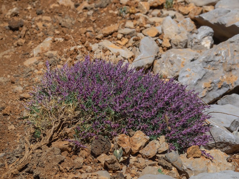 Noaea mucronata subsp. mucronata photo 2