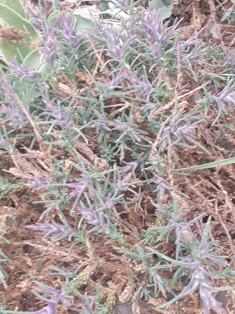 Noaea mucronata subsp. mucronata photo 3