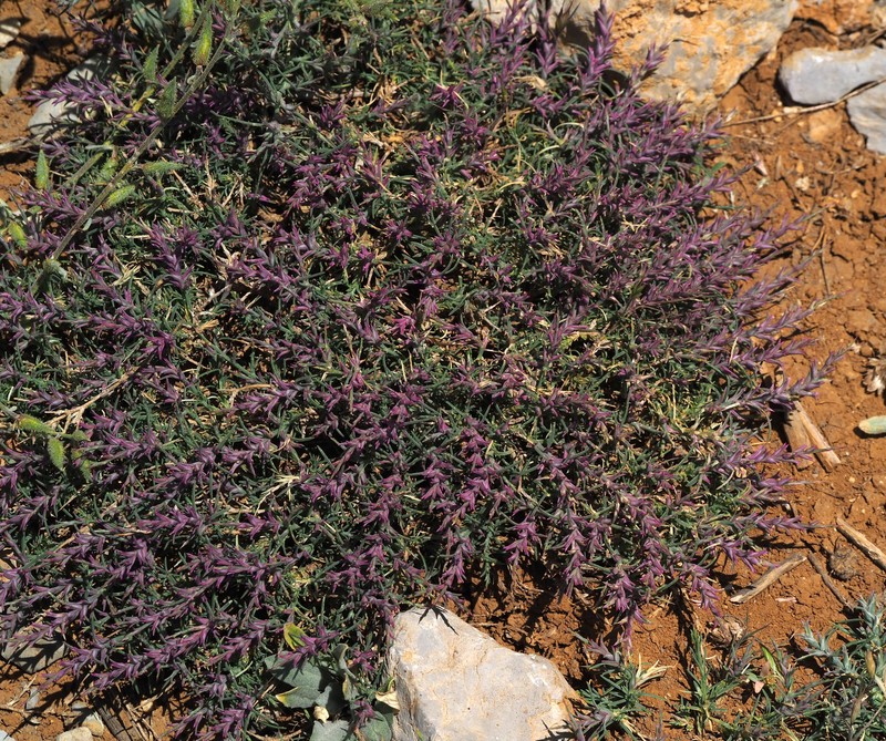 Noaea mucronata subsp. mucronata photo 4