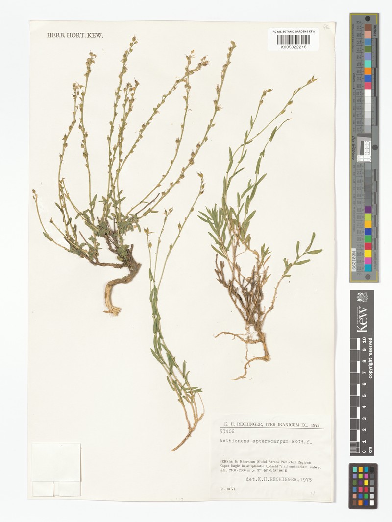 Noccaea apterocarpa