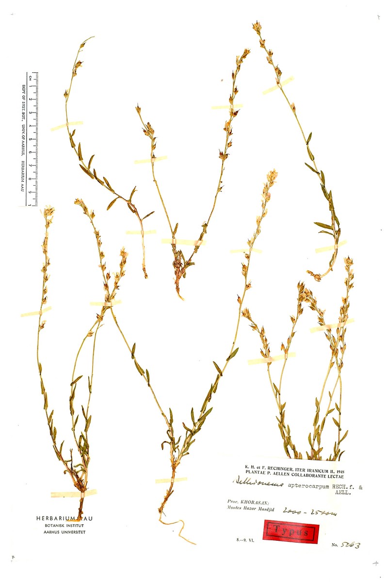 Noccaea apterocarpa photo 2