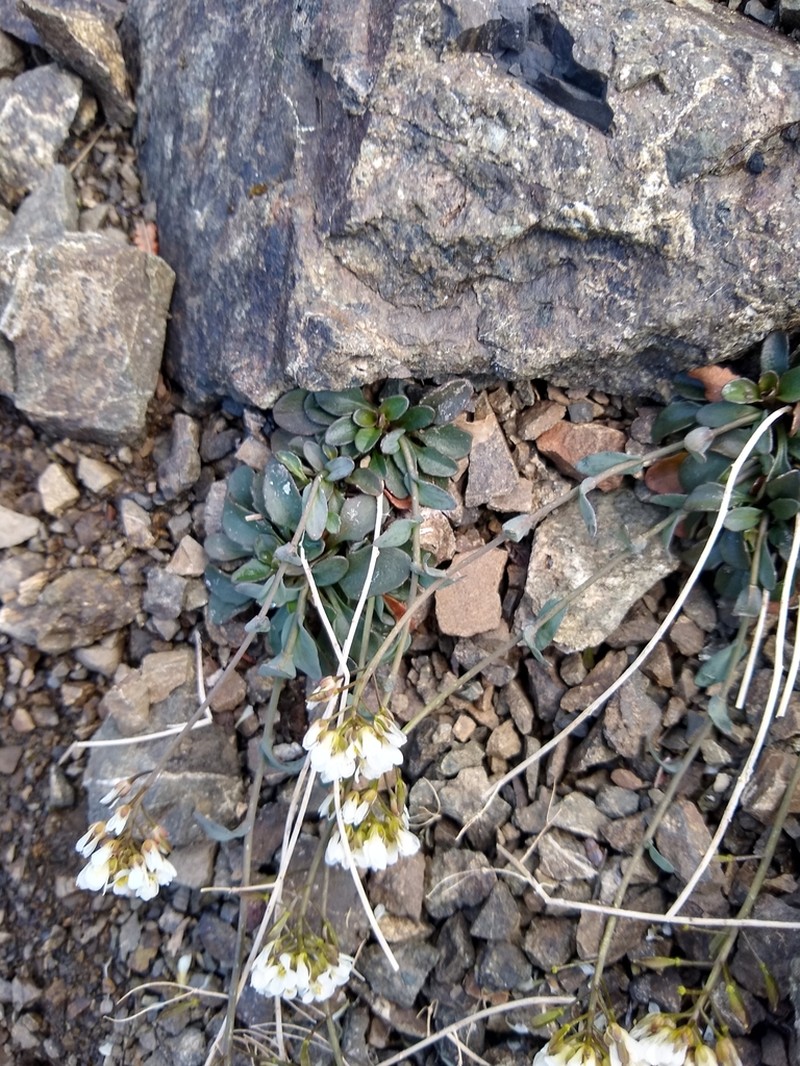 Arctic Pennycress