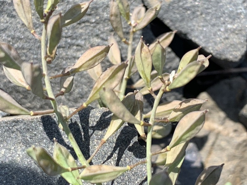 Arctic Pennycress photo 2