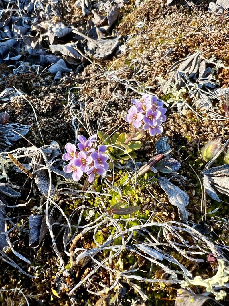 Arctic Pennycress photo 3