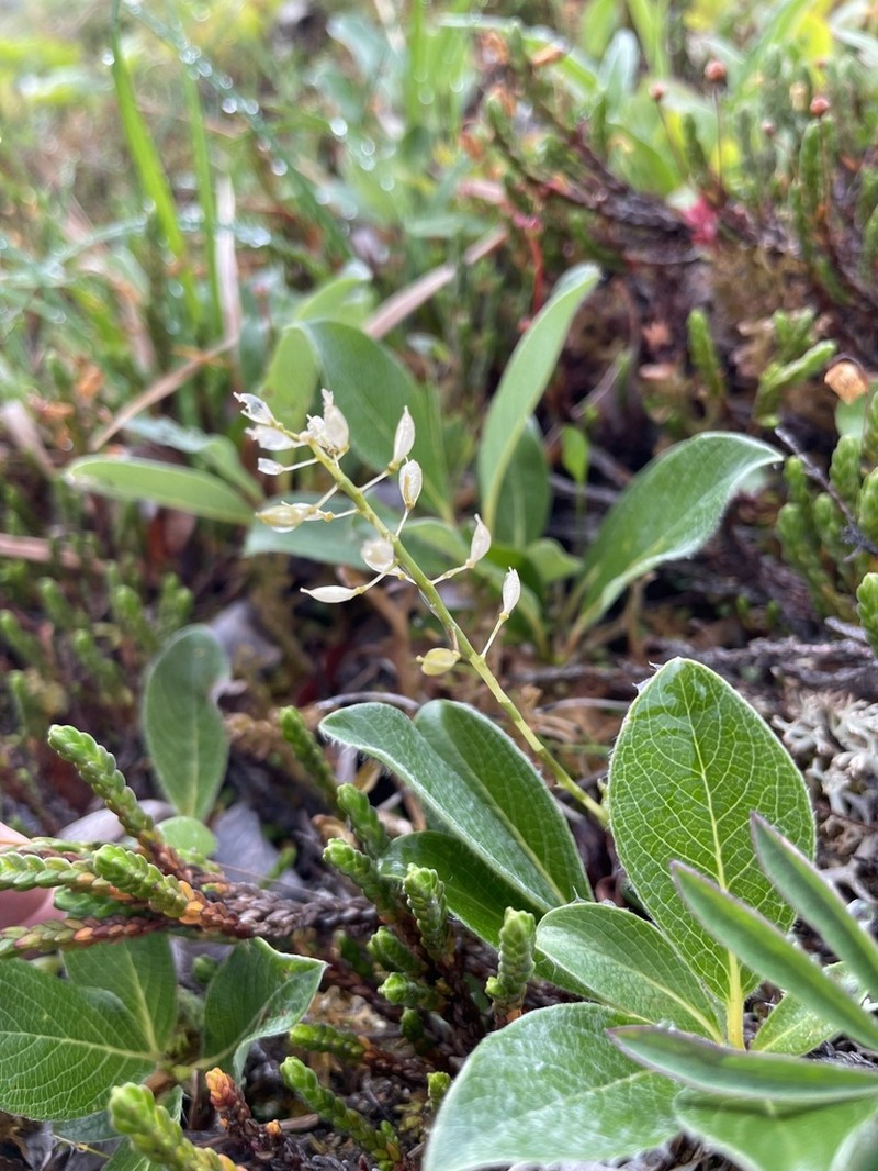 Arctic Pennycress photo 4