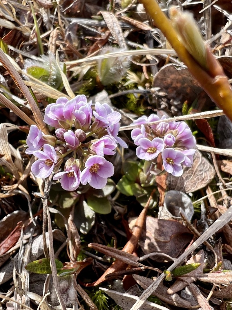 Arctic Pennycress photo 5