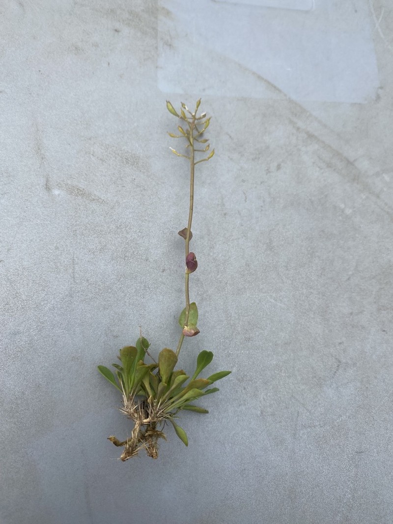 Arctic Pennycress photo 6