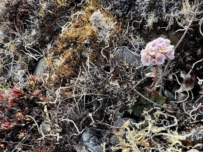 Arctic Pennycress photo 7