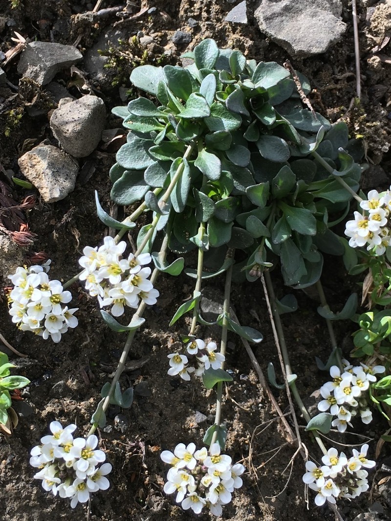 Arctic Pennycress photo 8