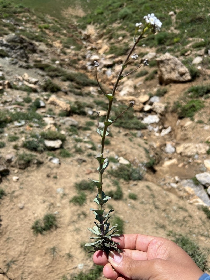 Noccaea aucheri