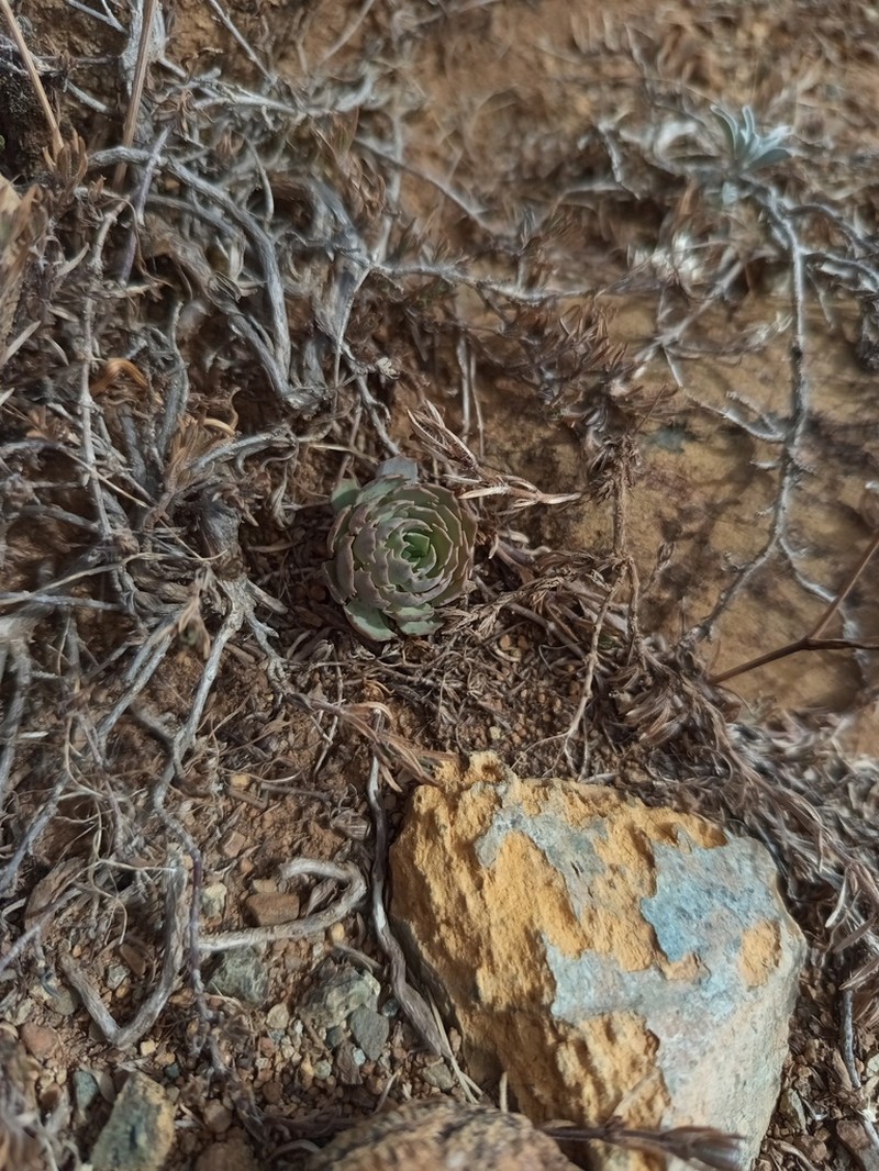 Noccaea aucheri photo 2