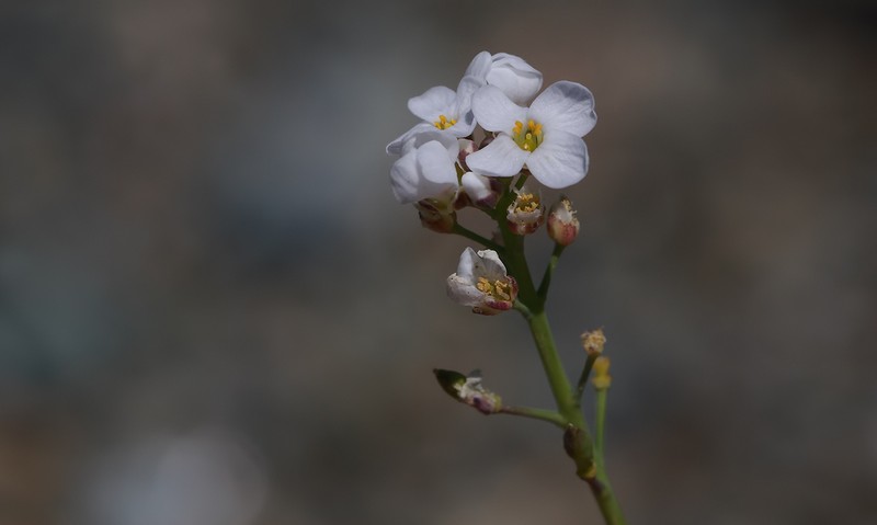 Noccaea aucheri photo 5