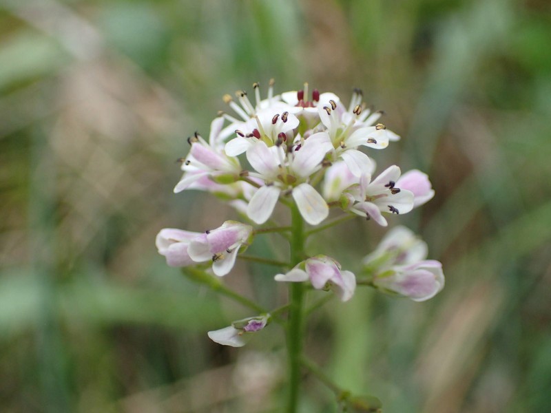 Noccaea caerulescens subsp. caerulescens