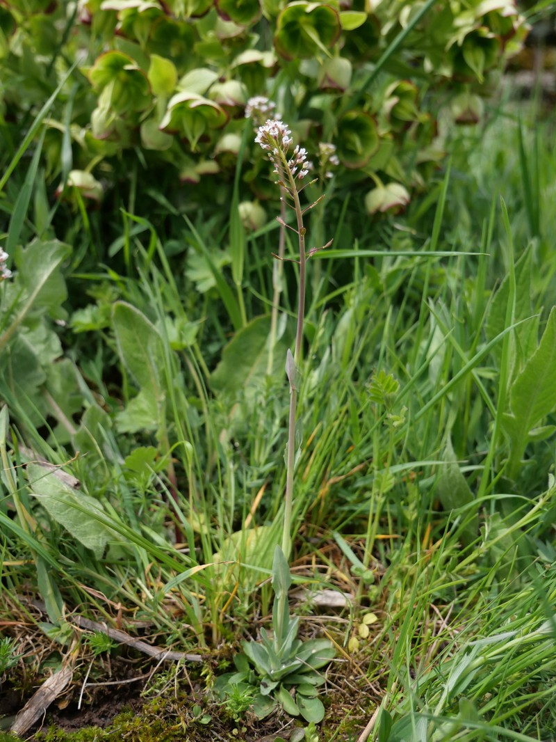 Noccaea caerulescens subsp. caerulescens photo 2