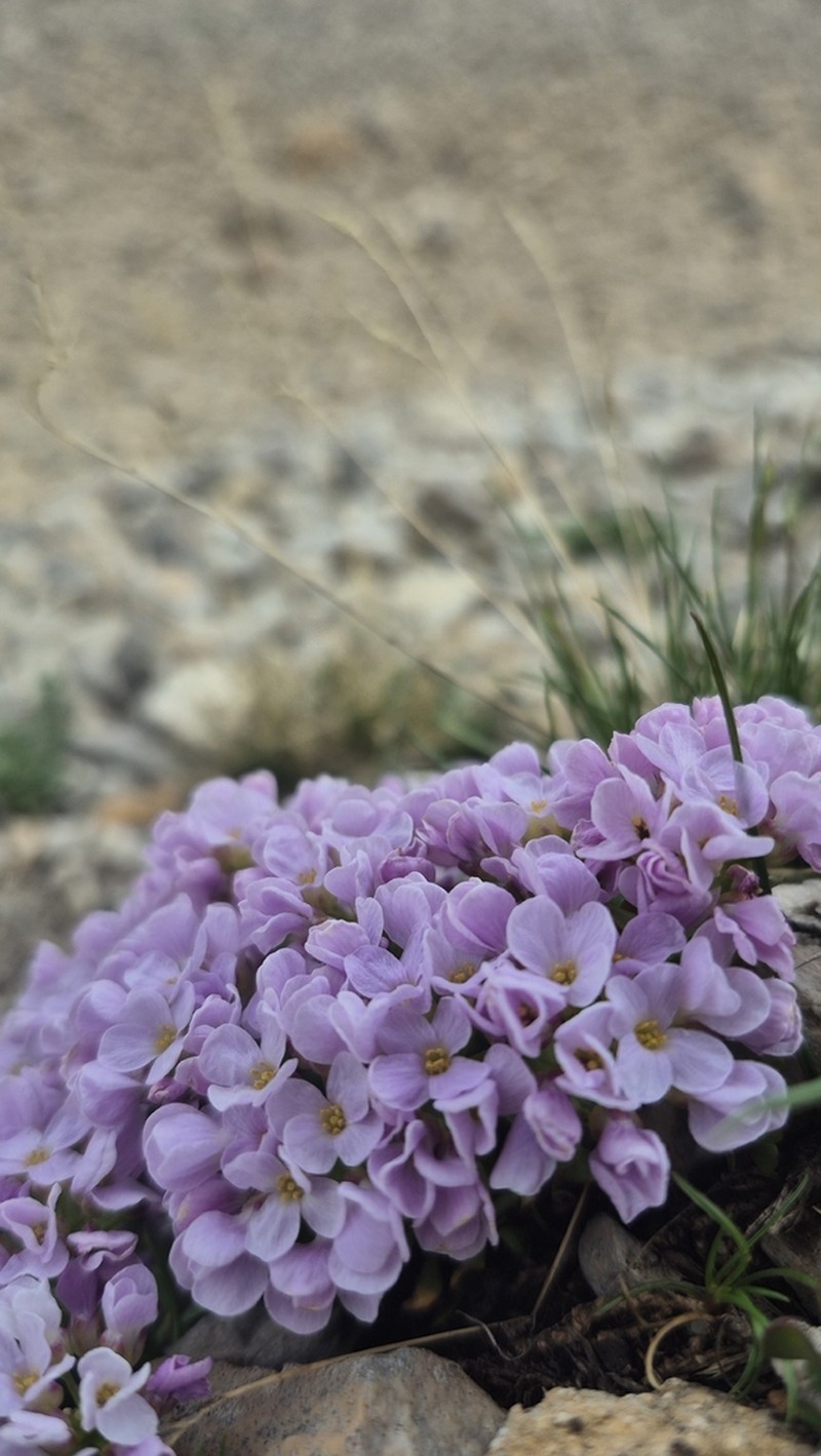 Noccaea caespitosa