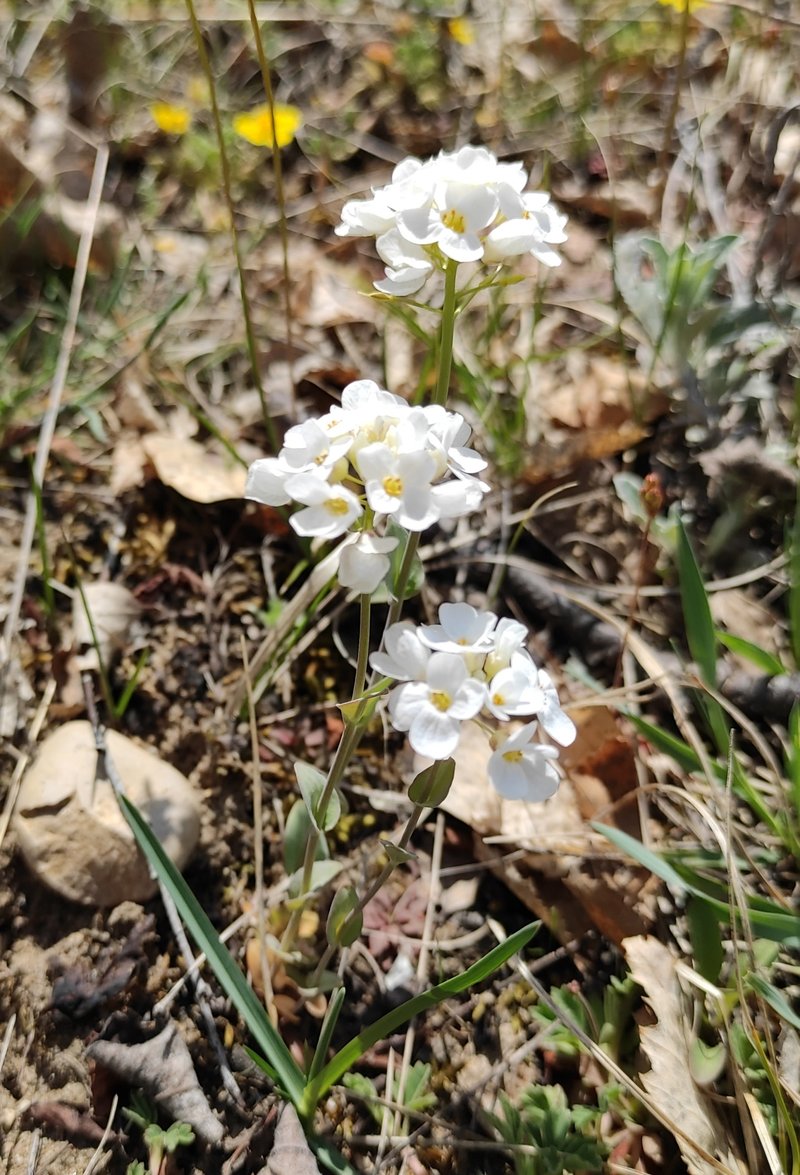 Noccaea cochleariformis