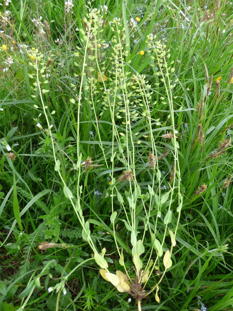 Noccaea erratica
