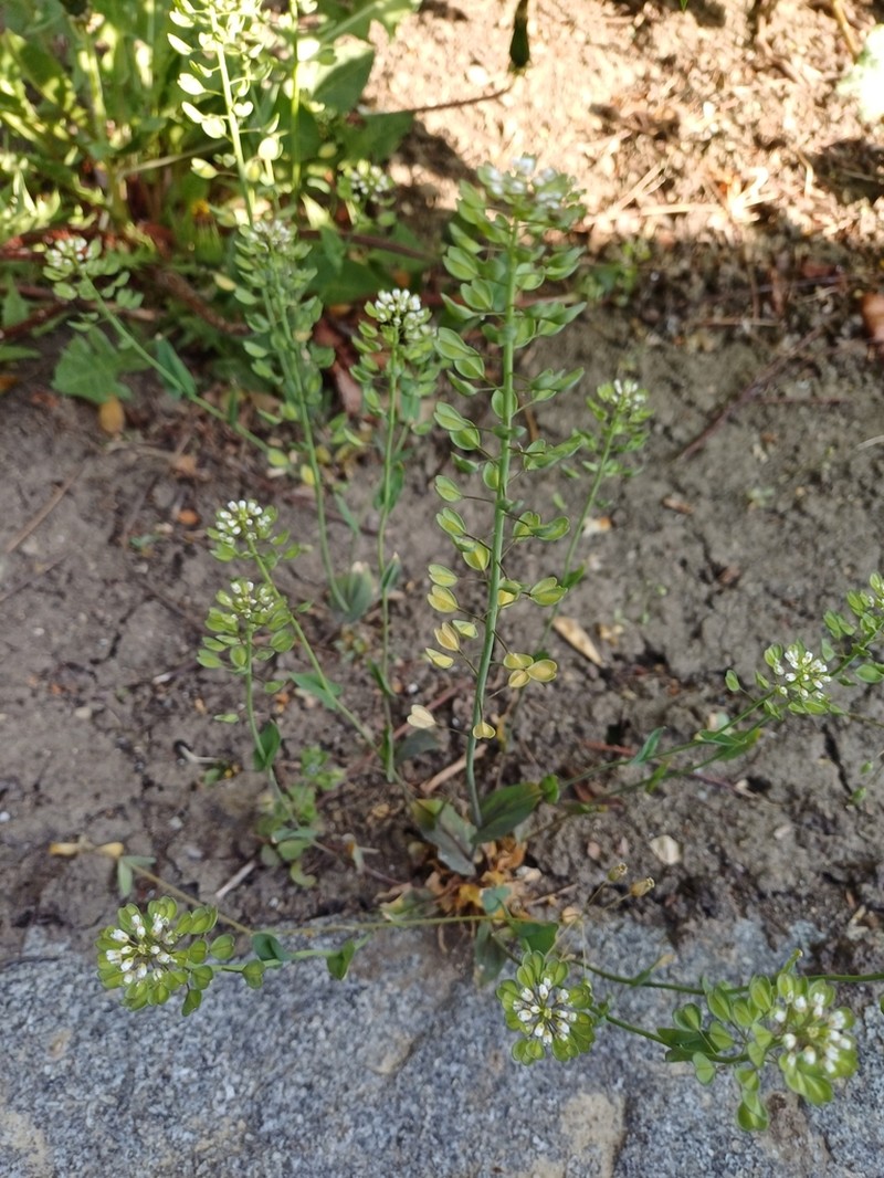 Noccaea erratica photo 2