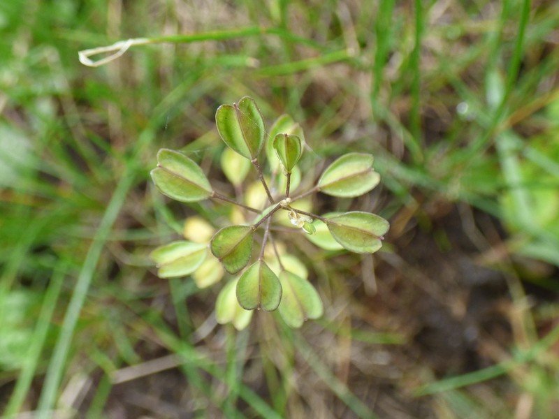 Noccaea erratica photo 3
