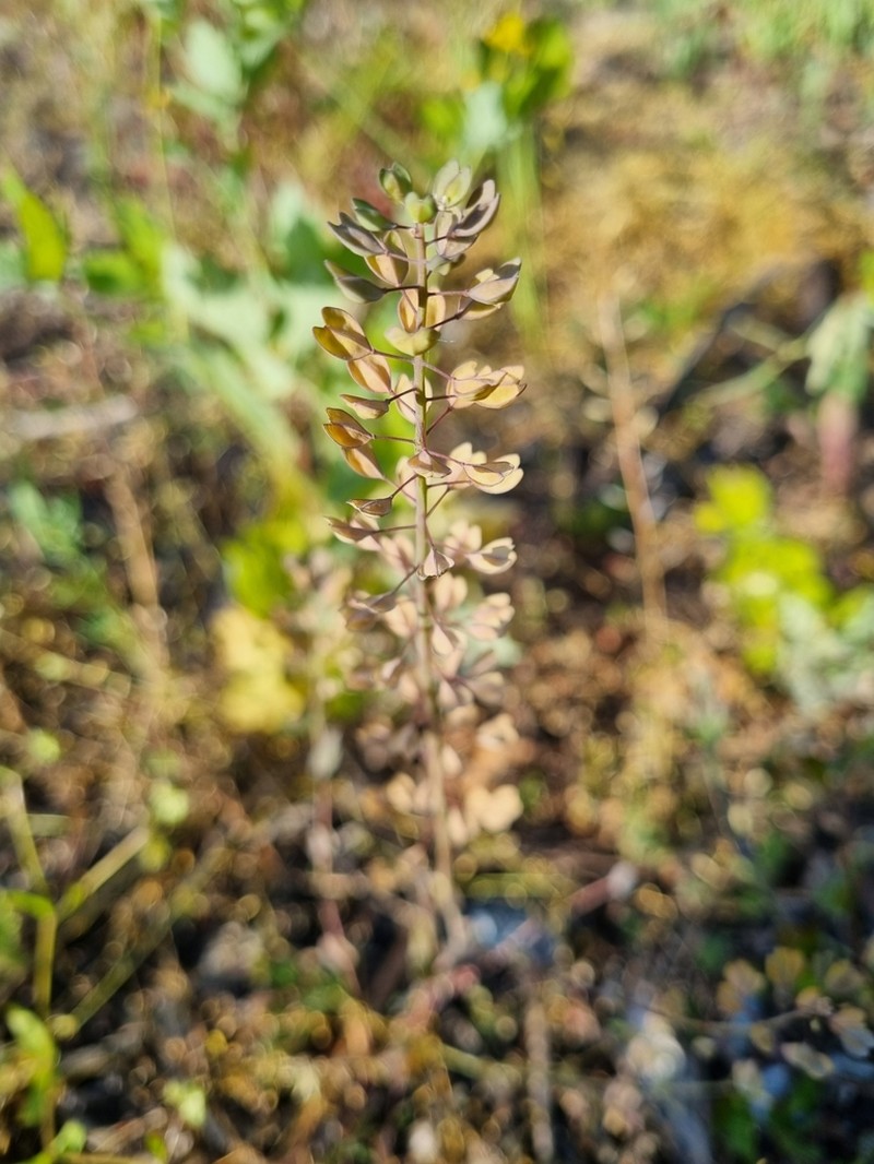 Noccaea erratica photo 4