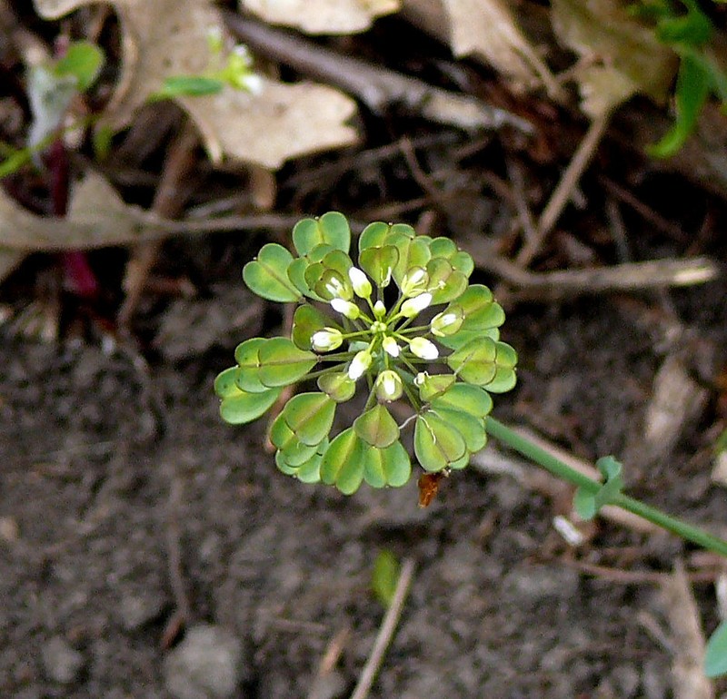 Noccaea erratica photo 5