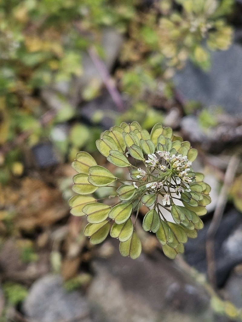 Noccaea erratica photo 6