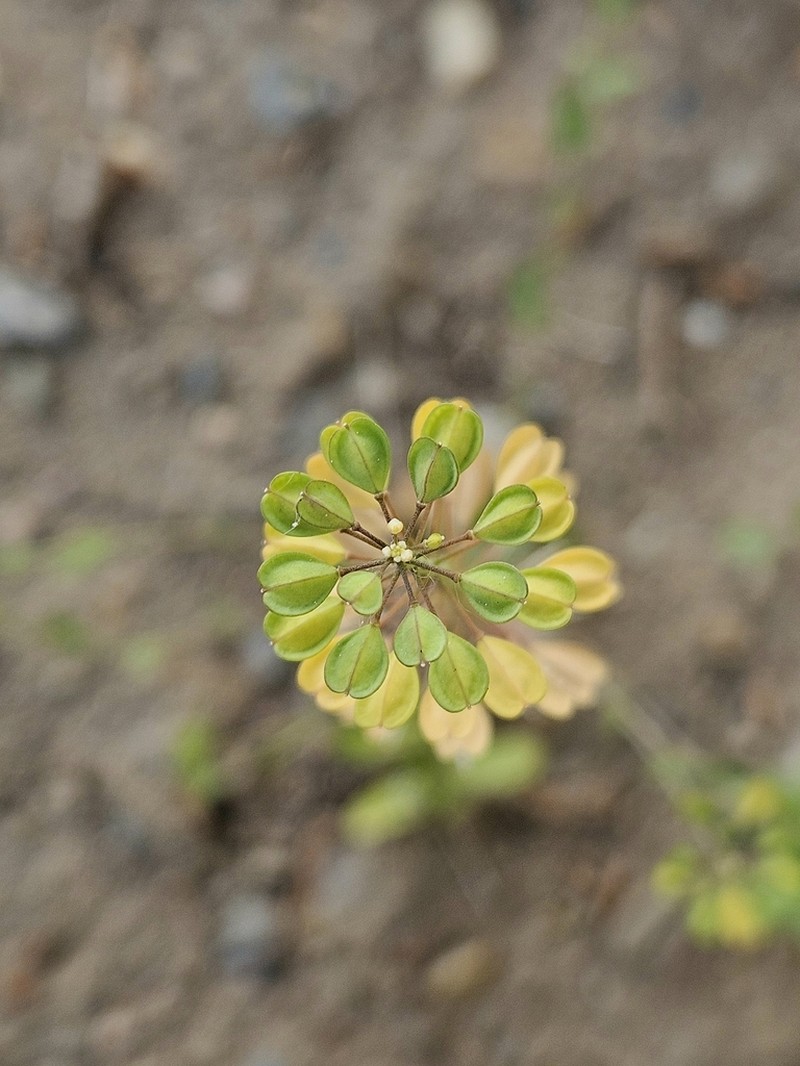 Noccaea erratica photo 7