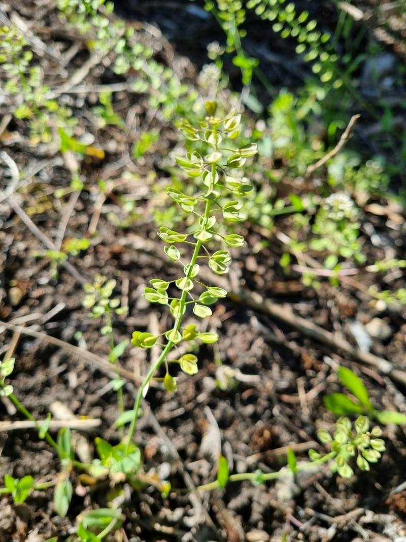 Noccaea erratica photo 8