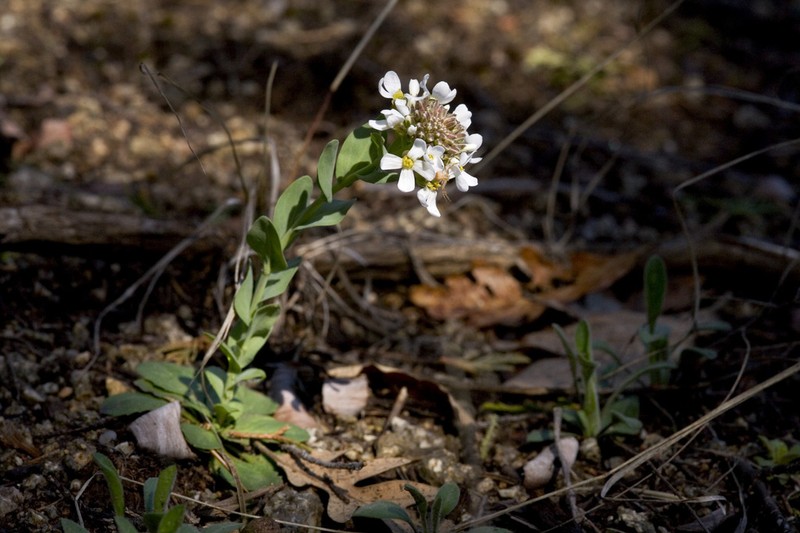 Fendler's Pennycress