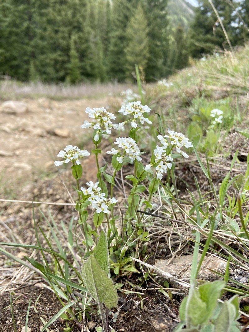 Fendler's Pennycress photo 2