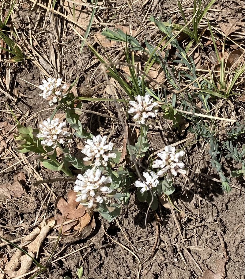 Fendler's Pennycress photo 3