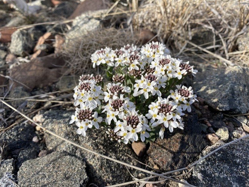 Fendler's Pennycress photo 4