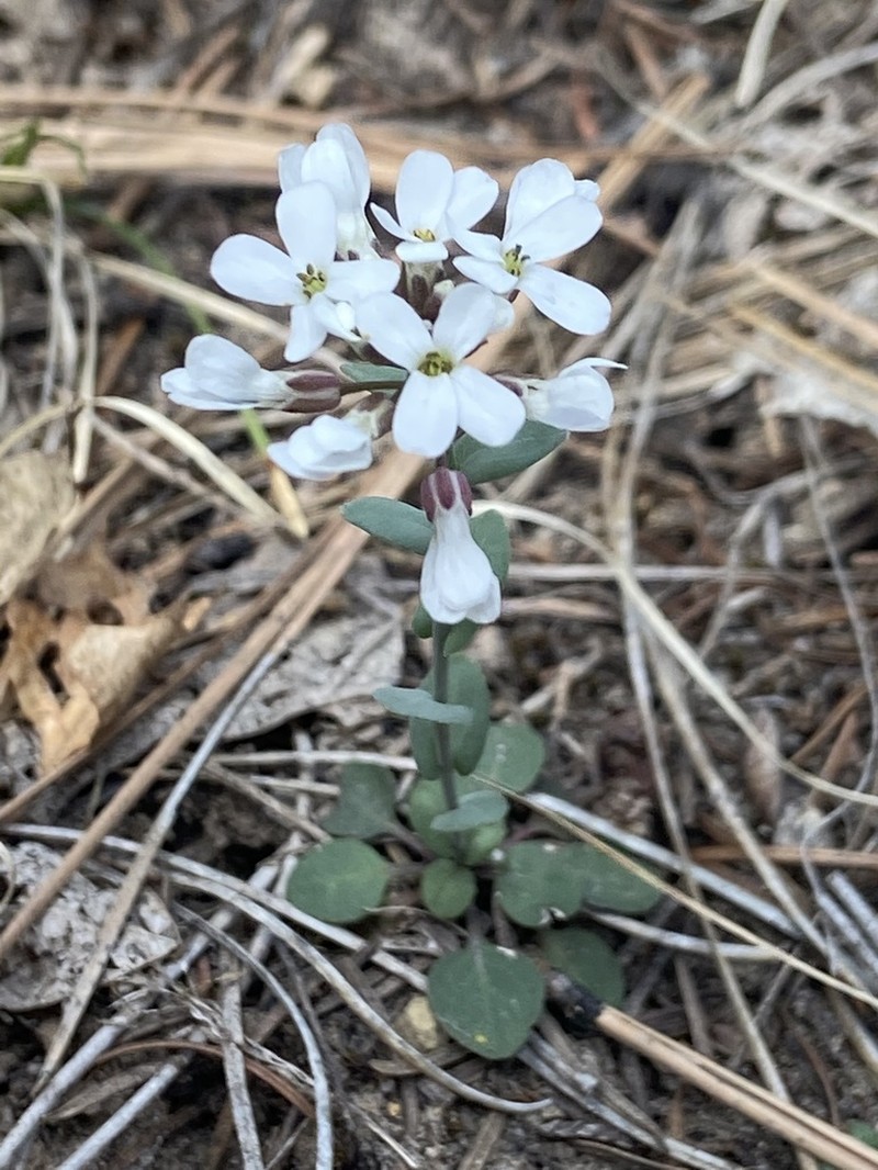 Fendler's Pennycress photo 5
