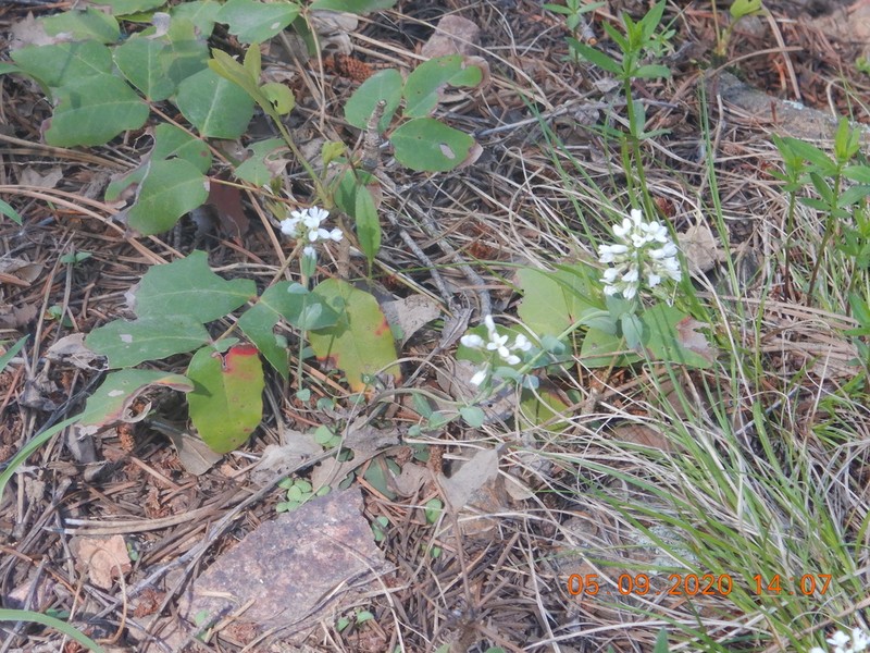 Fendler's Pennycress photo 6