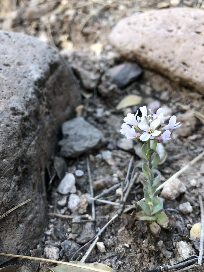 Fendler's Pennycress photo 7
