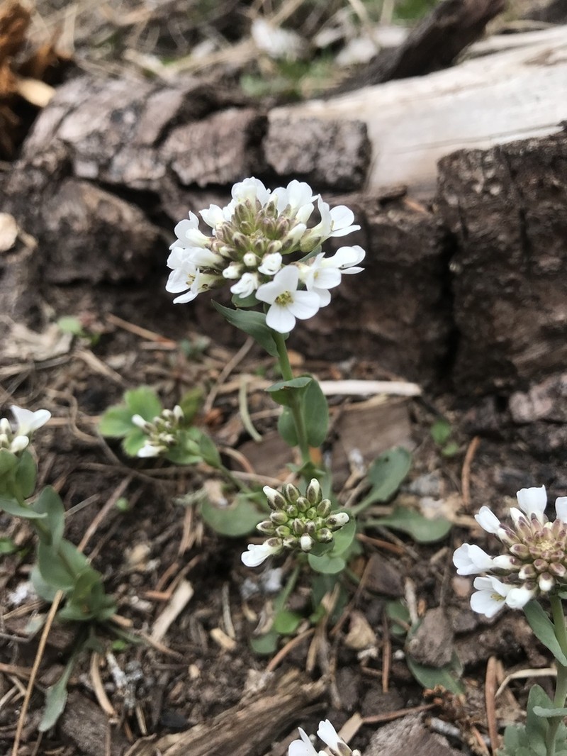 Fendler's Pennycress photo 8