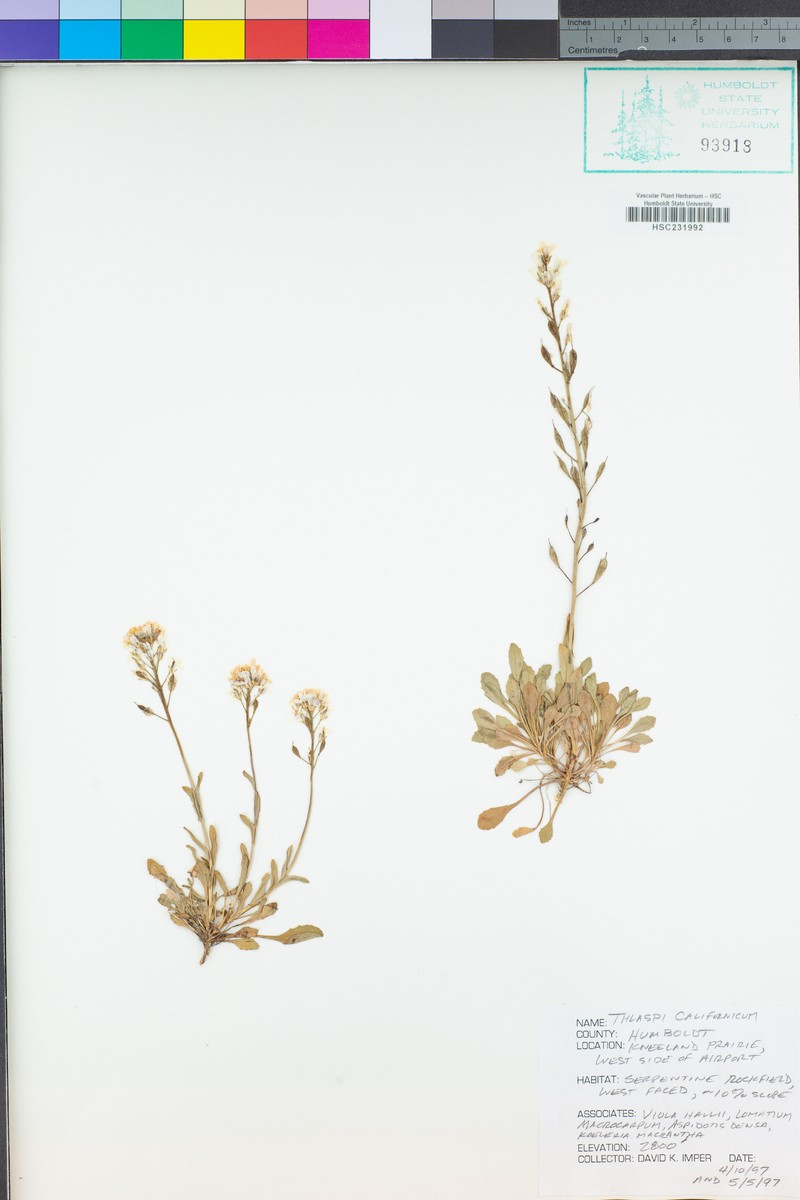 Noccaea fendleri subsp. californica photo 2