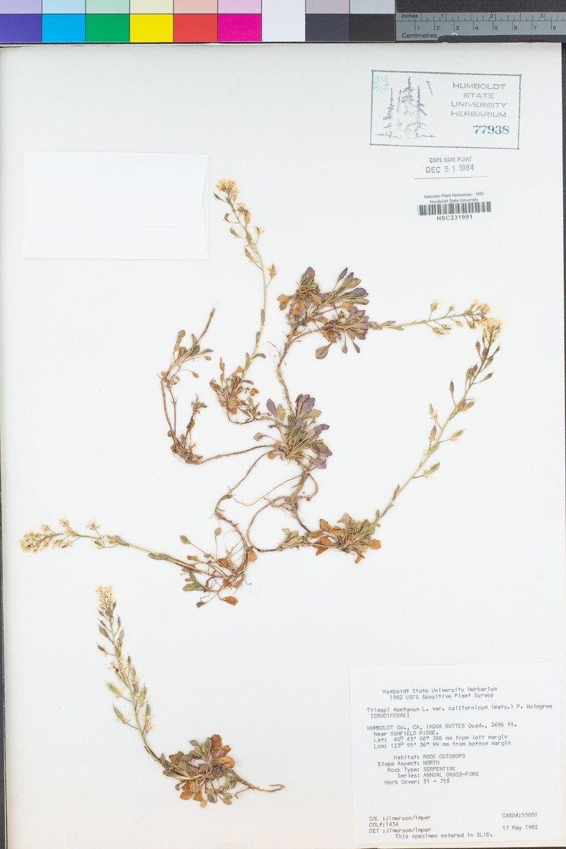 Noccaea fendleri subsp. californica photo 3
