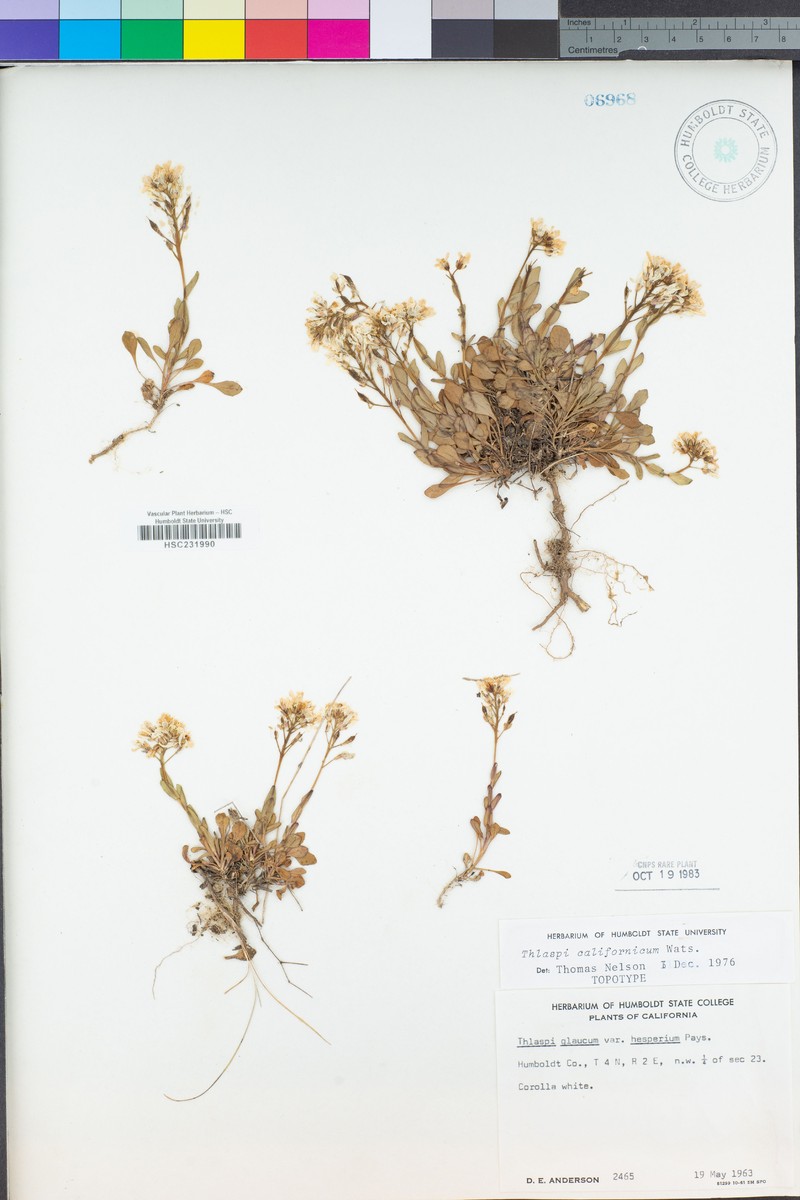 Noccaea fendleri subsp. californica photo 4