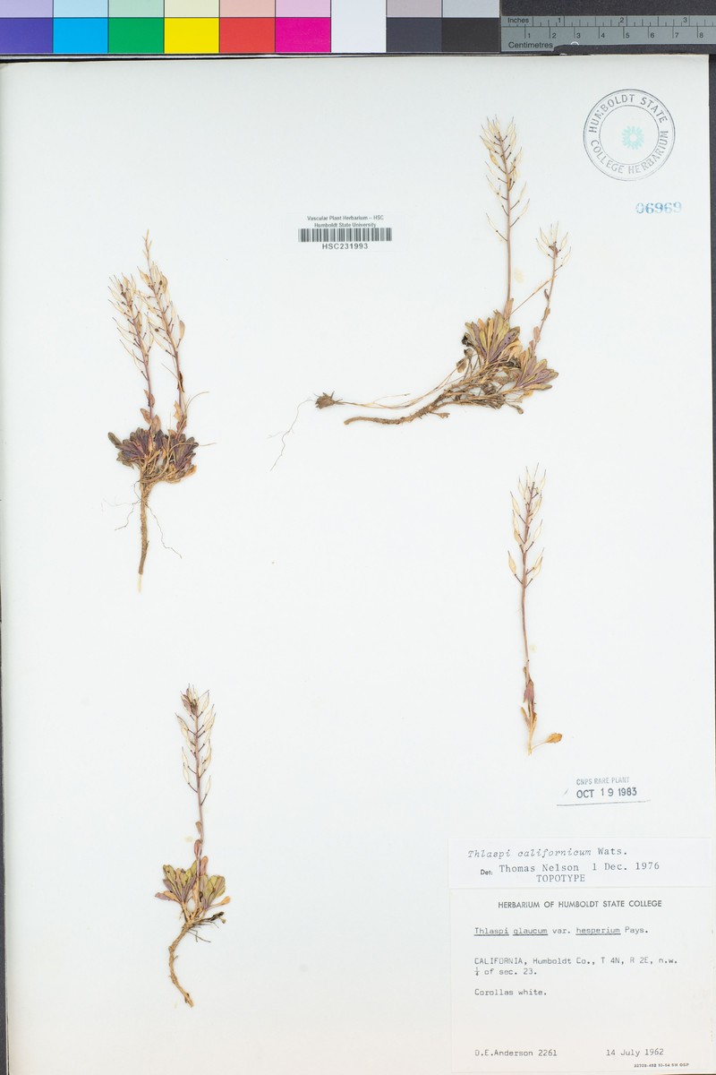Noccaea fendleri subsp. californica photo 5