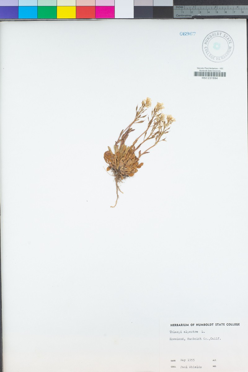 Noccaea fendleri subsp. californica photo 6
