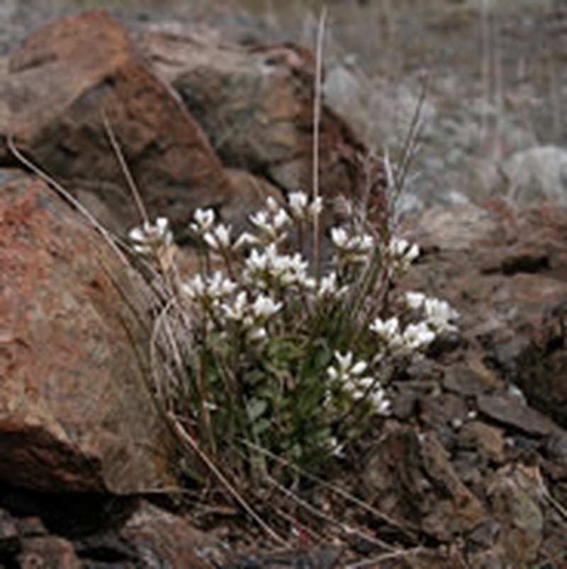 Noccaea fendleri subsp. californica