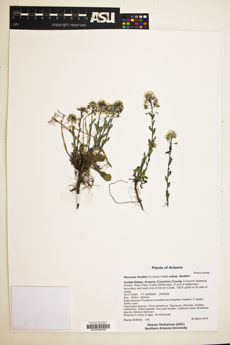 Noccaea fendleri subsp. fendleri photo 2