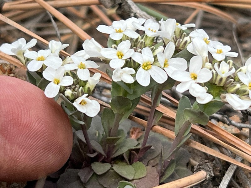 Noccaea fendleri subsp. glauca photo 2
