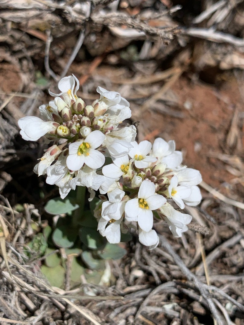 Noccaea fendleri subsp. glauca photo 3