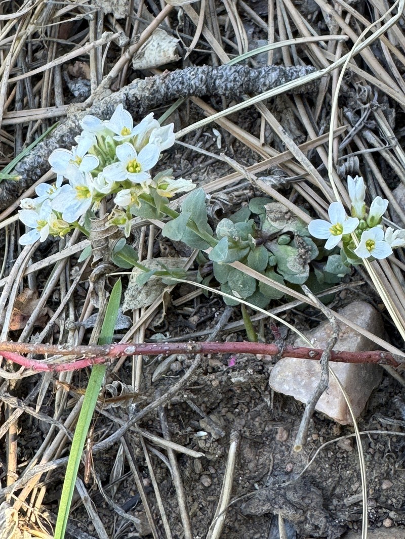 Noccaea fendleri subsp. glauca photo 4