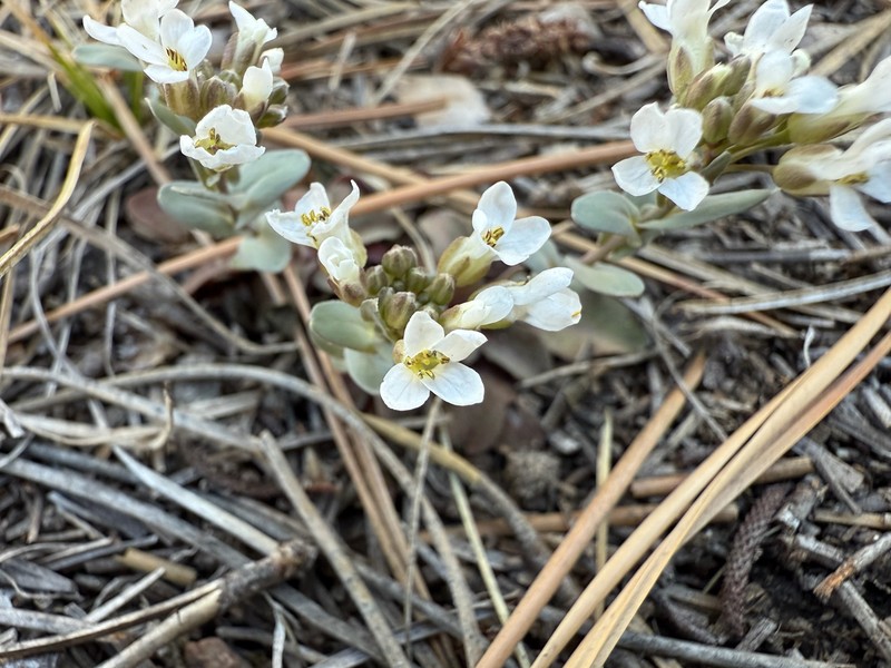 Noccaea fendleri subsp. glauca photo 6