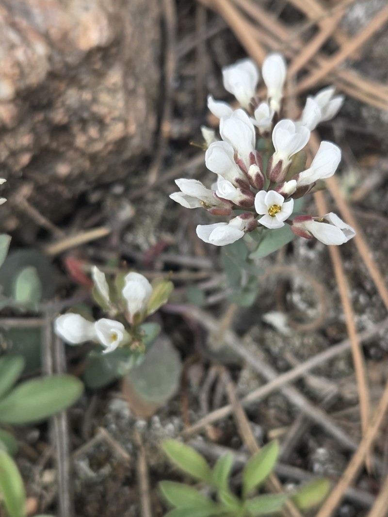 Noccaea fendleri subsp. glauca photo 8